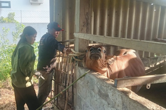 Hướng dẫn hộ chăn nuôi tiêm phòng gia súc đúng cách
