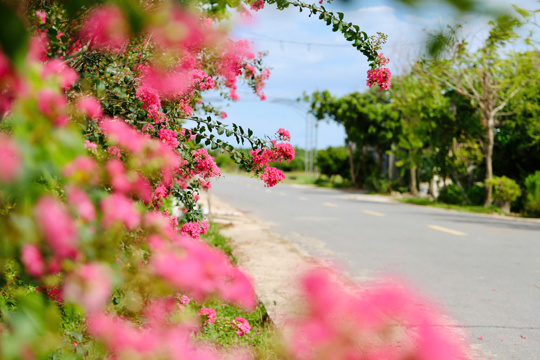 Khi mùa hạ đi qua những con đường hoa Thạch Xuân