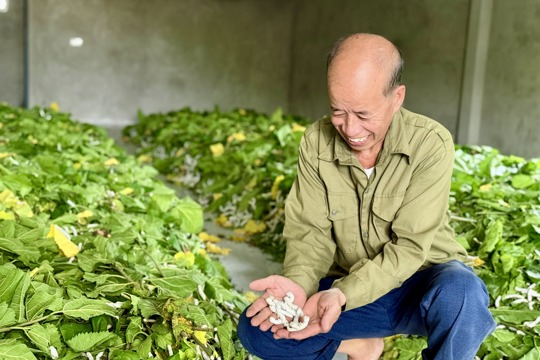 Thạch Xuân: Tái sinh vùng đất cao cưỡng bằng mô hình trồng dâu nuôi tằm